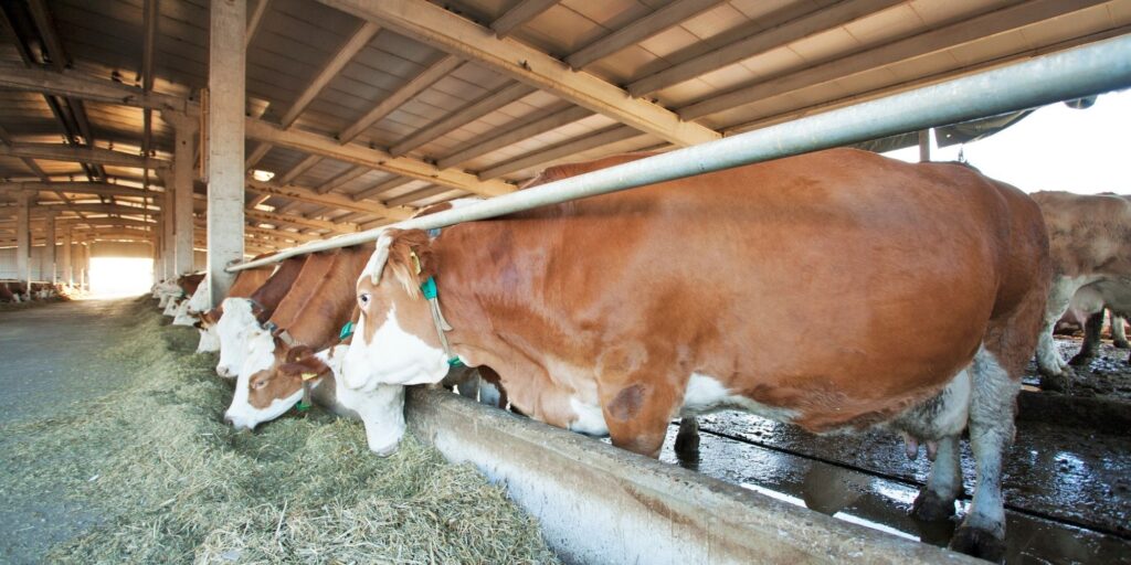 sal para nutrición animal